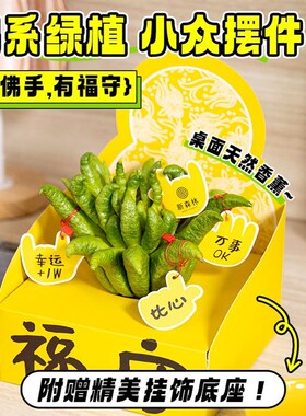 金华佛手柑水培绿植鲜果闻香观赏盆栽新鲜L切枝室内桌面摆件佛手