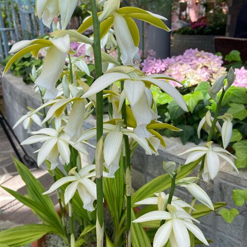 鹤顶兰室内阳台盆栽观花卉t 兰花 千鹤兰 开花多好看 花期春末夏 - 图3