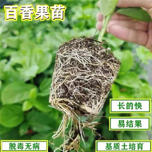 纯甜黄金百香果苗广西纯甜黄金树苗庭院盆栽种植当年结果带土四季 - 图1