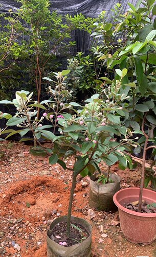 桃金娘山捻子树苗四季种植观赏别墅庭院阳台花树常青绿化盆栽绿植 - 图1