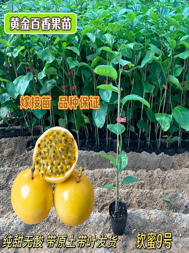 纯甜黄金百香果苗广西纯甜黄金树苗庭院盆栽种植当年结果带土四季 - 图2