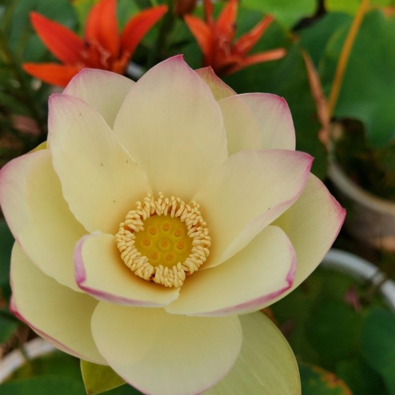 碗莲逸仙莲大型品种花单瓣u白色尖红易结实丰花三十五以上直径容,淘宝优惠券,粉丝福利购,淘宝优惠卷