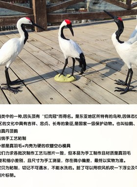 丹顶鹤摆件仿真模型展翅仙鹤模具白鹤白鹭丹顶鹤模U型真羽毛工艺