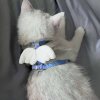 Cat leash wings I-shaped adjustable rope
