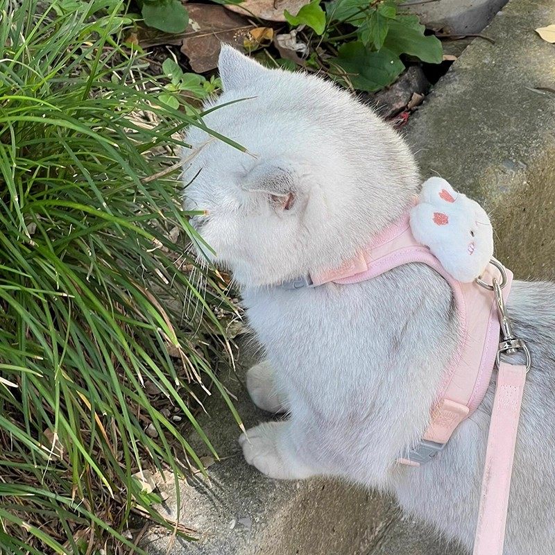猫咪牵引绳可调节遛猫绳子可爱幼猫外出胸背带小型犬防丢宠物用品,淘宝优惠券,粉丝福利购,淘宝优惠卷