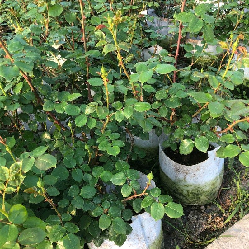 铃兰家   亚伯拉罕 月季浓香灌木爬藤N两用扦插大苗四季开花,淘宝优惠券,粉丝福利购,淘宝优惠卷