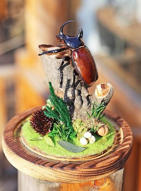 素吉五角大兜虫微景观桌面玻璃罩装饰摆件手工昆虫W真标本收藏礼