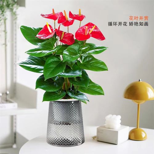 速发水培红掌白掌盆四一帆风顺花植植物室内好养绿卉办公室栽季开 - 图1