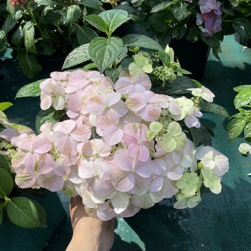 落跑新娘盆栽 绣球花卉 庭院阳台多H年生木本植物 好养易爆盆,淘宝优惠券,粉丝福利购,淘宝优惠卷