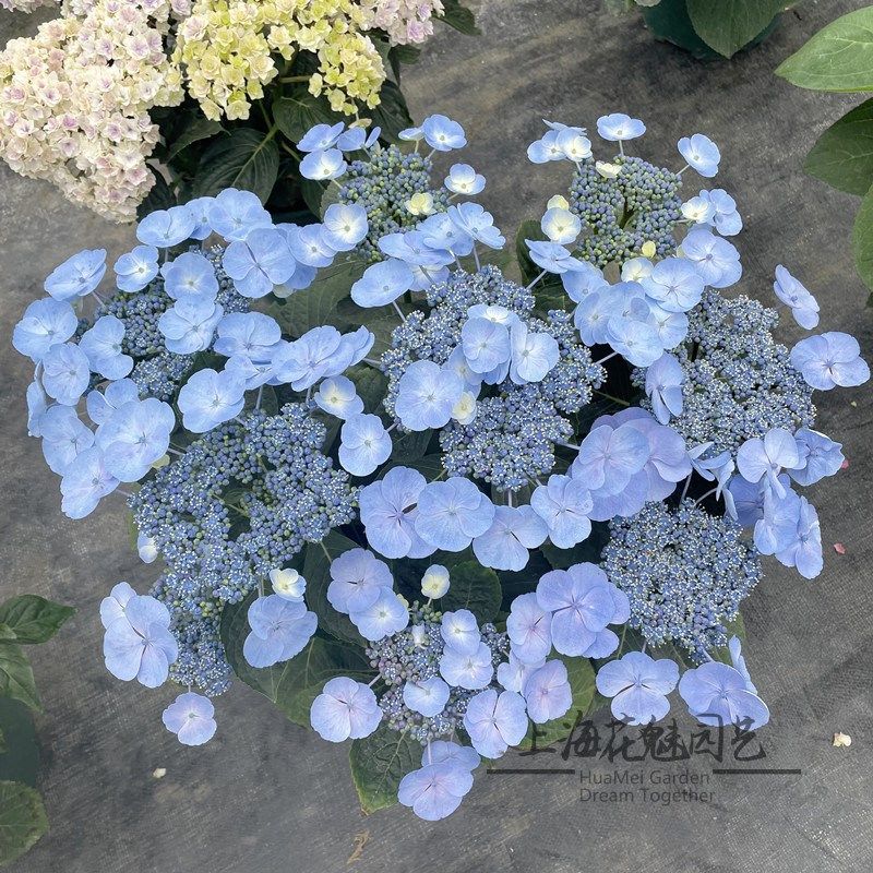 落跑新娘盆栽 绣球花卉 庭院阳台多H年生木本植物 好养易爆盆,淘宝优惠券,粉丝福利购,淘宝优惠卷