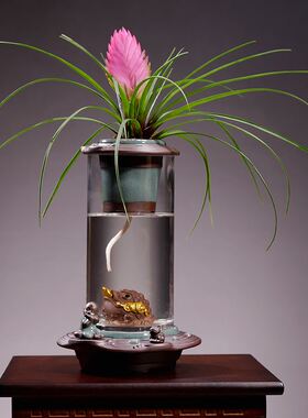 开业送礼绿植花卉盆栽室内植物办C公室常青树玻璃花瓶酒柜装饰摆