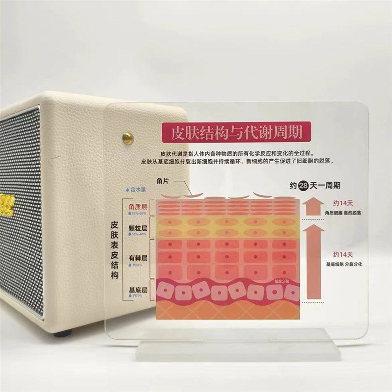 高颜值diy皮肤管理美容院摆件皮肤屏障功能肌肤S表皮结构代谢周期,淘宝优惠券,粉丝福利购,淘宝优惠卷
