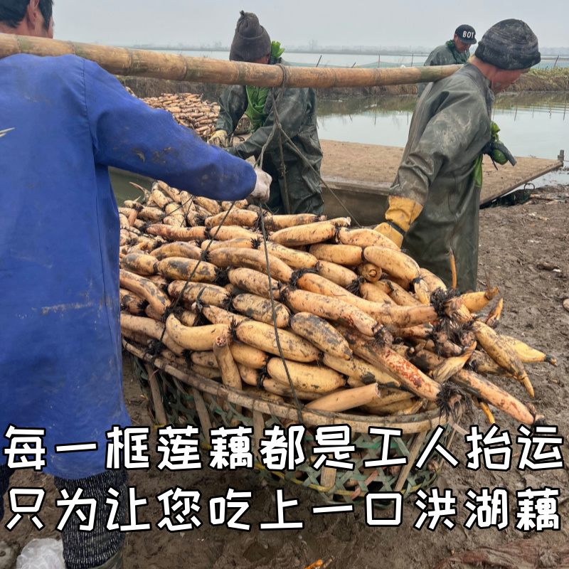 正宗洪湖粉藕莲藕新鲜煲汤藕湖北湖藕面藕红藕糯米藕1斤/3斤/5斤 - 图3