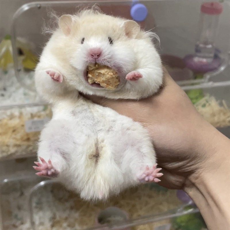 金丝熊仓鼠小宠能量补给小方营养鸡肉辅食长肉零食,淘宝优惠券,粉丝福利购,淘宝优惠卷