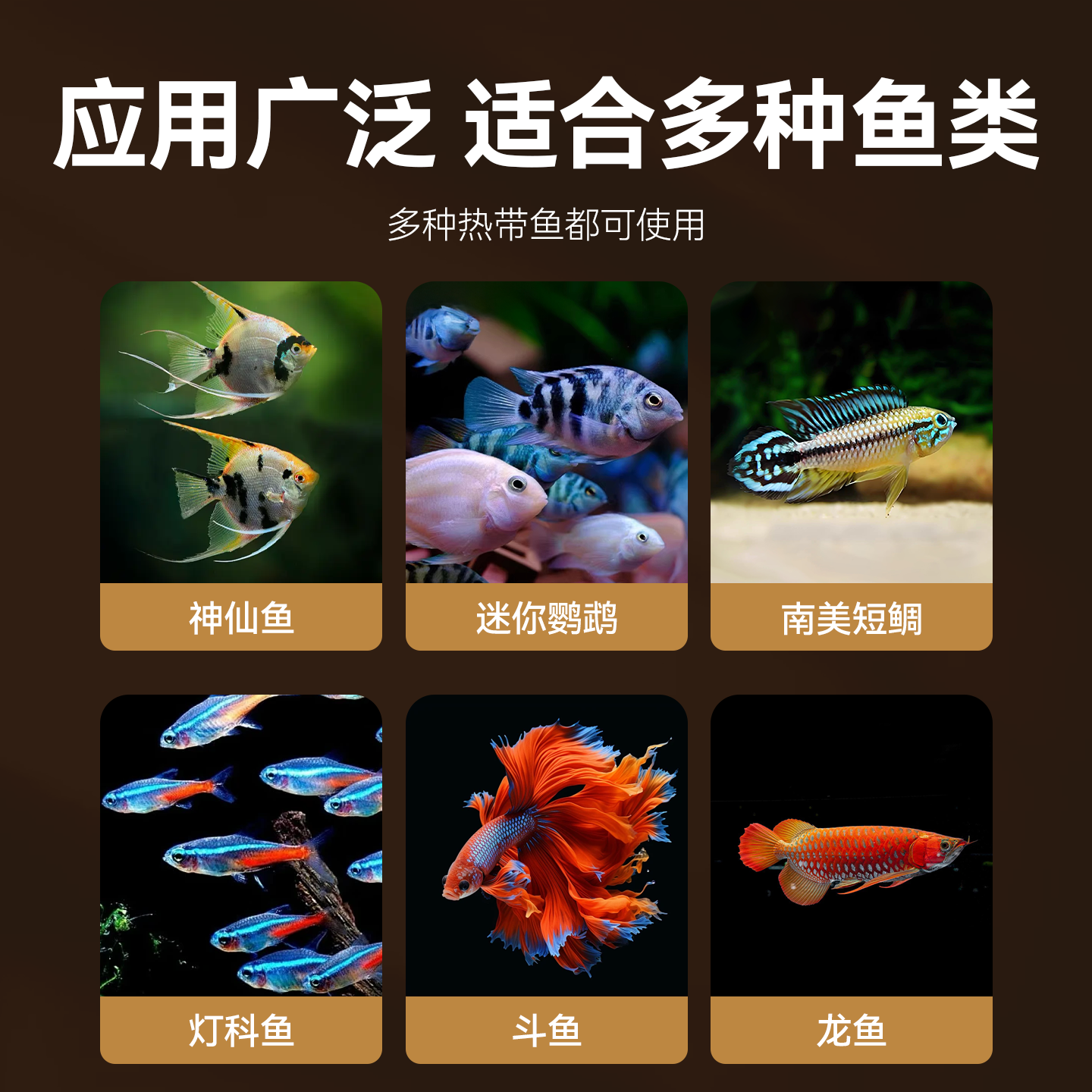 天然铁树叶沉叶鱼缸造景南美缸原生缸装饰树叶网红沉叶黄色树叶,淘宝优惠券,粉丝福利购,淘宝优惠卷