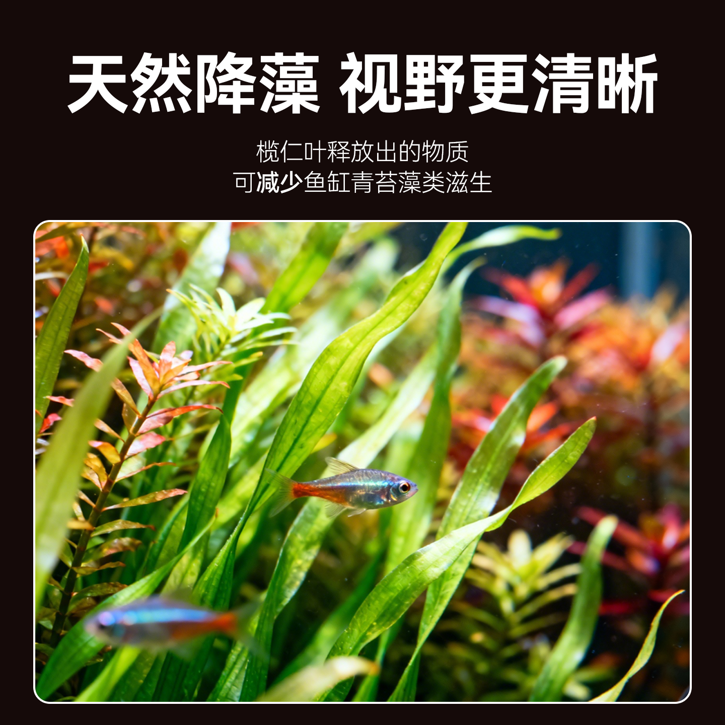 天然铁树叶沉叶鱼缸造景南美缸原生缸装饰树叶网红沉叶黄色树叶,淘宝优惠券,粉丝福利购,淘宝优惠卷