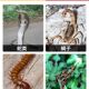 Sufa 50Jin Jin is equal to 0.5kg, rain-proof, strong powder snake repellent, anti-snake nourishment, outdoor camping snake repellent granules, special for breeding, long-lasting
