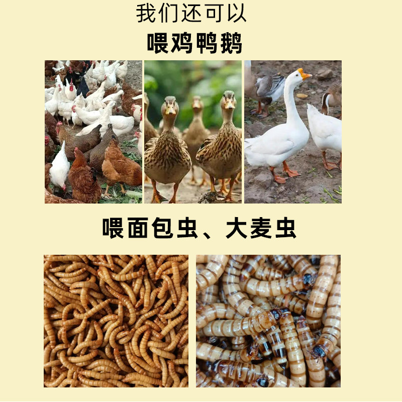 小麦麸皮新鲜喂鸡鸭鹅黄粉虫面包虫细饲料原料钓鱼打窝饵料热敷,淘宝优惠券,粉丝福利购,淘宝优惠卷