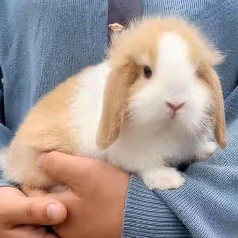 垂耳兔子活物迷你宿舍宠物兔小鹿霜白道奇进口血统小型侏儒兔活体,淘宝优惠券,粉丝福利购,淘宝优惠卷