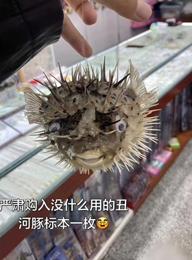 日照特产！河豚挂件刺豚鱼标本旅行纪念收藏装饰送朋友闺蜜小礼物