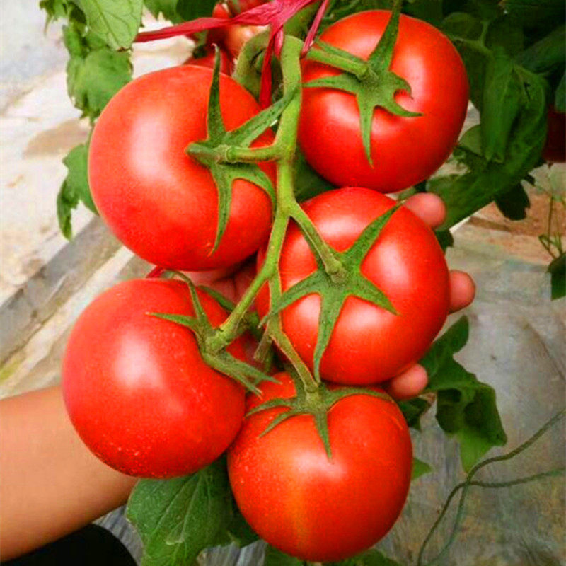 番茄种子西红柿种籽种苗子嫁接苗大红大果四季蔬菜阳台庭院红宝石,淘宝优惠券,粉丝福利购,淘宝优惠卷