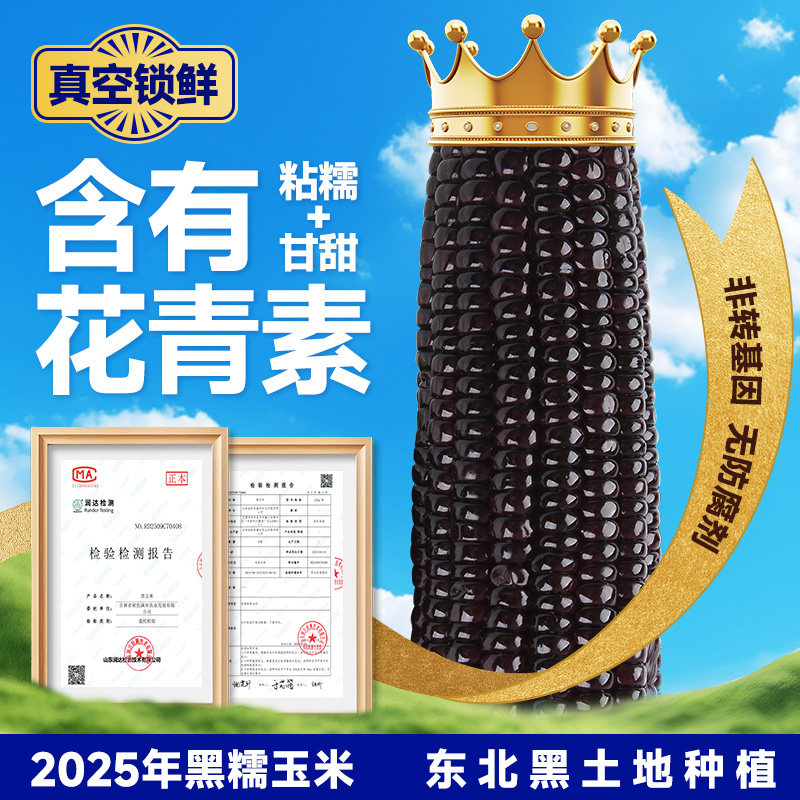 东北黑糯玉米粘黏大棒真空包装低脂粗粮黄糯玉米非即食新鲜甜玉米