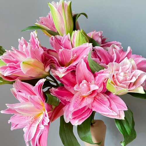 百合种球四季好养易活室内室外阳台香水百合观赏花卉球根植物盆栽 - 图0