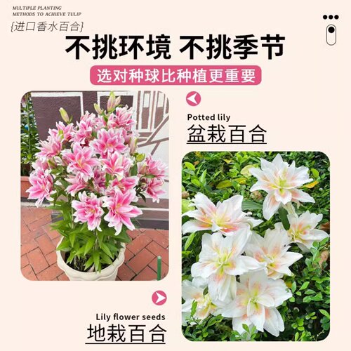 百合种球四季好养易活室内室外阳台香水百合观赏花卉球根植物盆栽 - 图3