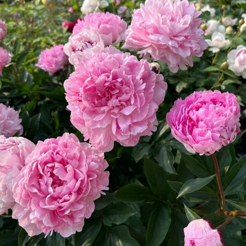 3颗芍药花苗重瓣带芽根块好养活庭院耐寒室内盆栽植物芍药花种根 - 图2