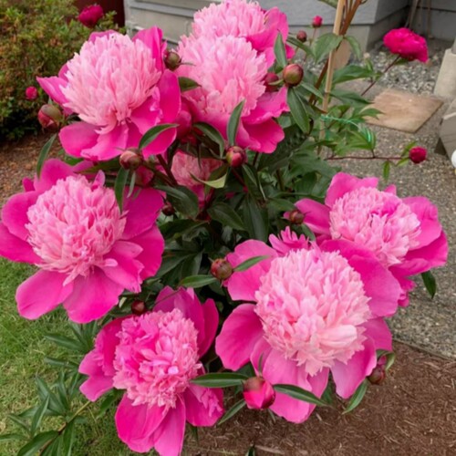 3颗芍药花苗重瓣带芽根块好养活庭院耐寒室内盆栽植物芍药花种根 - 图1