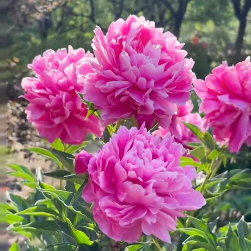 3颗芍药花苗重瓣带芽根块好养活庭院耐寒室内盆栽植物芍药花种根 - 图3
