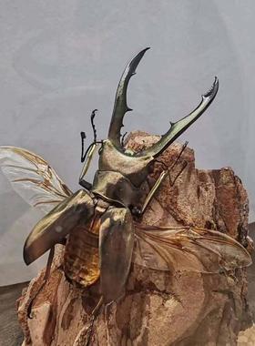 美他力弗细身赤锹甲森林力士甲虫长牙标本昆虫小众男士礼物玻璃罩