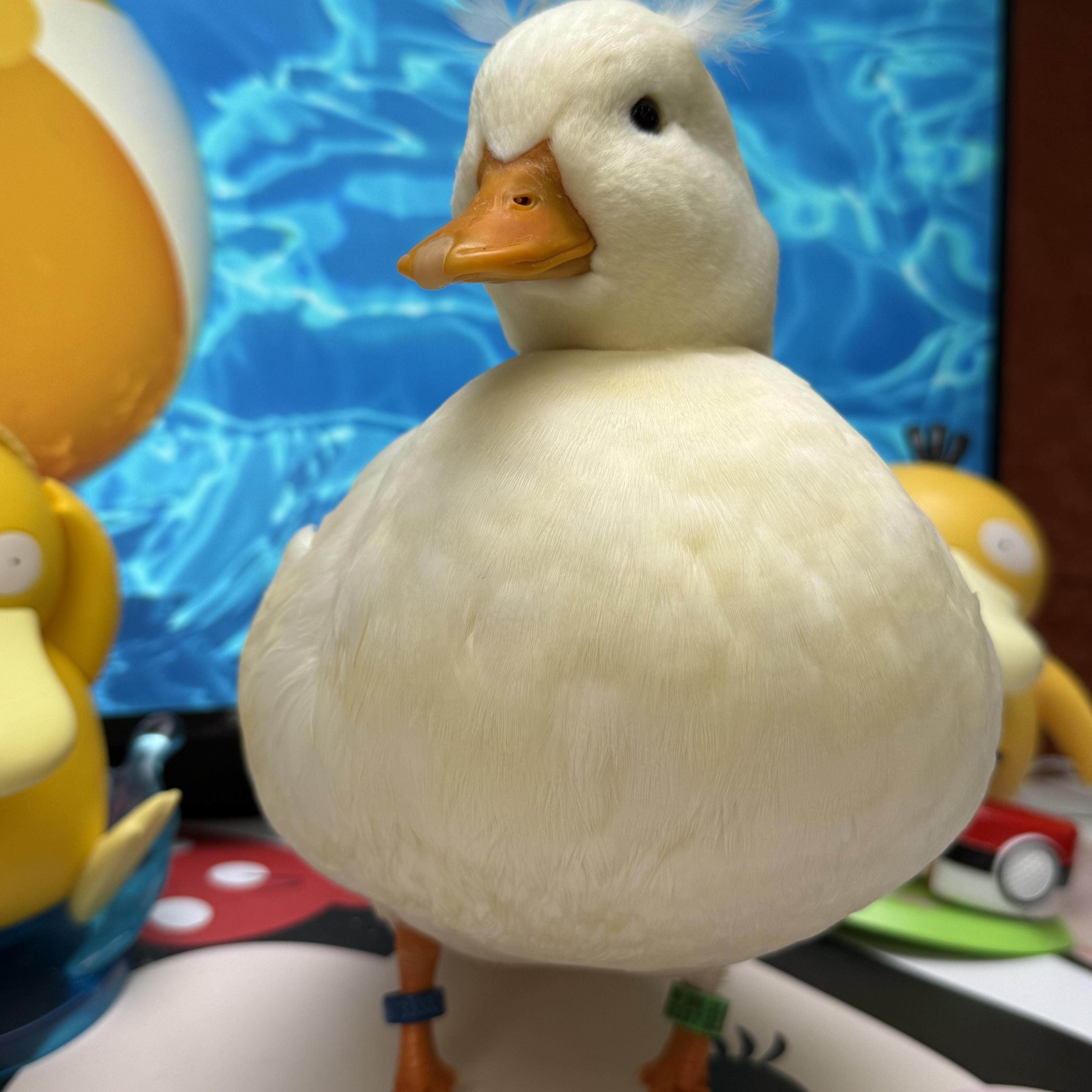 柯尔鸭宠物鸭网红鸭鸭蛋鸭苗青年鸭成年鸭S级种蛋受精蛋,淘宝优惠券,粉丝福利购,淘宝优惠卷