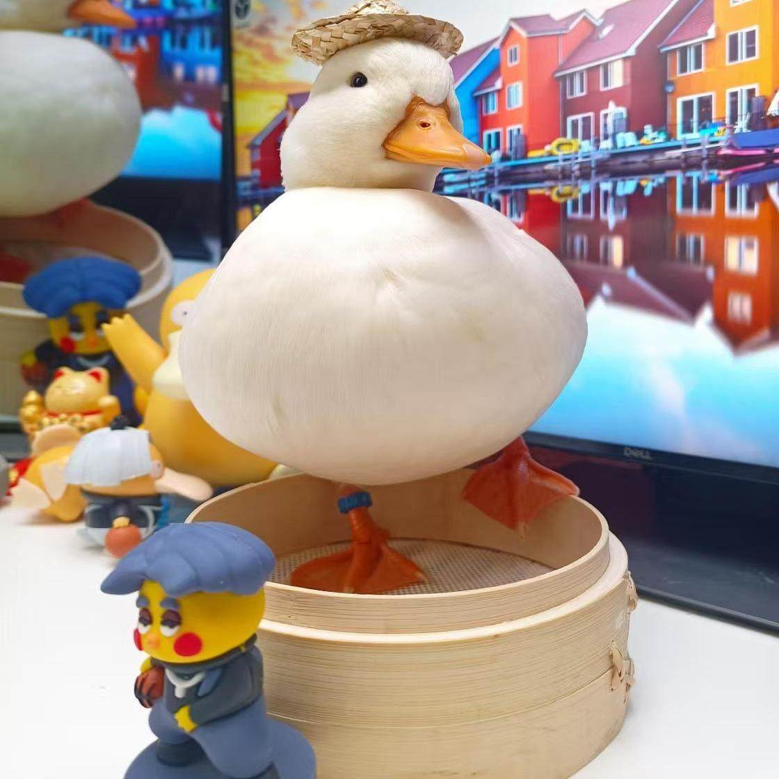 柯尔鸭宠物鸭网红鸭鸭蛋鸭苗青年鸭成年鸭S级种蛋受精蛋,淘宝优惠券,粉丝福利购,淘宝优惠卷