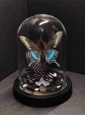 绿带翠凤蝶森林绿皇后真蝴蝶标本艺术玻璃罩摆件手工生日收藏礼物