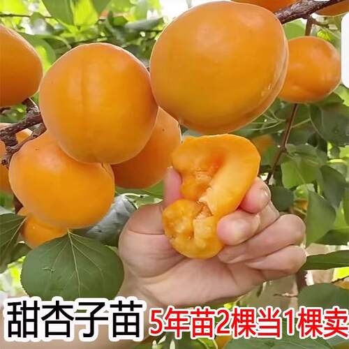 四川成都杏树果苗凯特帝王大杏子活苗果树庭院种植南北方杏子苗树 - 图2