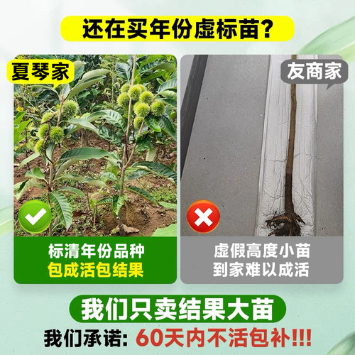 四川板栗树苗大红袍油板栗当年结果盆栽地栽南北庭院种植果树果苗 - 图0
