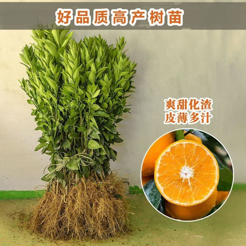 晚熟椪柑苗芦柑树苗 岩溪晚芦 芦柑苗南北方种植盆栽地栽当年结果,淘宝优惠券,粉丝福利购,淘宝优惠卷