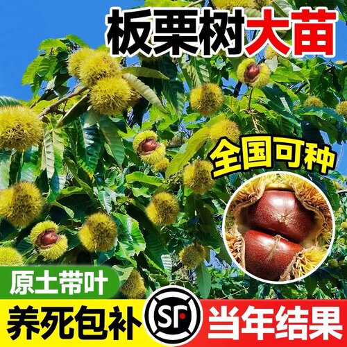 四川板栗树苗大红袍油板栗当年结果盆栽地栽南北庭院种植果树果苗 - 图1