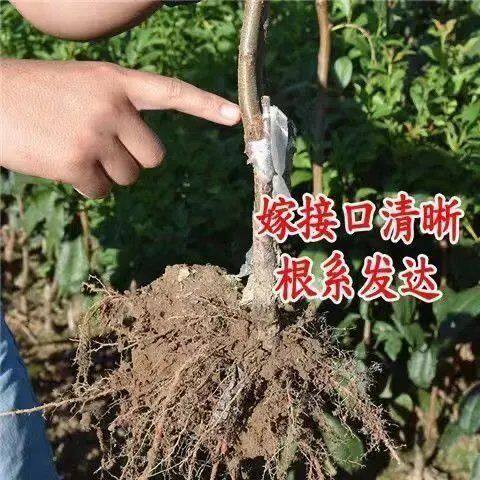 四川晚熟脆红李子树苗嫁接脱骨李子果树苗地栽盆栽南北方种植果苗 - 图1