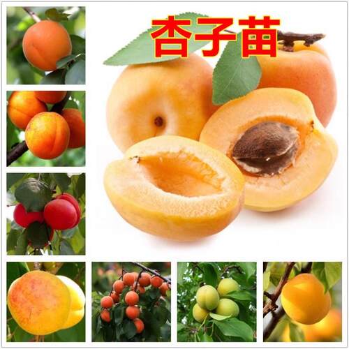 四川成都杏树果苗凯特帝王大杏子活苗果树庭院种植南北方杏子苗树 - 图0