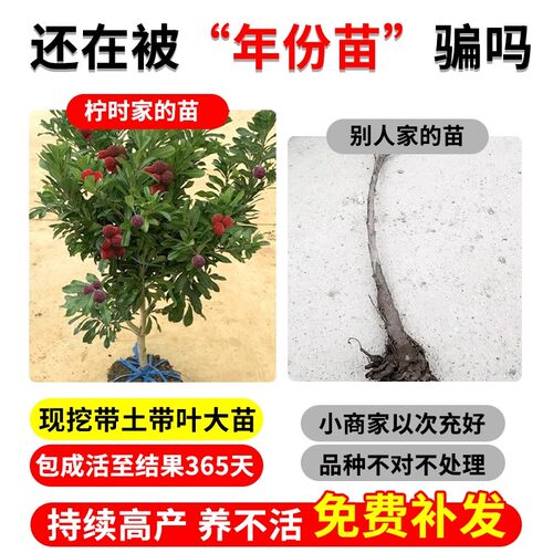 四川正宗嫁接东魁杨梅树树苗杨梅苗南北方种植地栽果树苗当年结果 - 图2