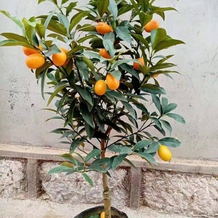 四川成都金桔树苗盆栽带果四季脆蜜金桔食用盆景脆皮金桔树果树苗,淘宝优惠券,粉丝福利购,淘宝优惠卷