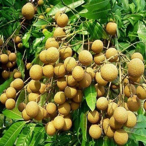 四川桂圆苗嫁接苗正宗龙眼苗石硖储良四季蜜龙眼果树果苗带叶带土 - 图1