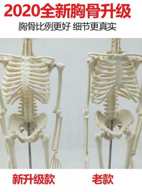 好货骷髅模型人体骨骼模型 20CM可拆卸全身人体骨架小椎间盘 医学