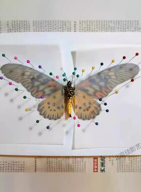 高密度EVA板 1cm厚硬性昆虫蝴蝶标本展翅板针插板泡沫板