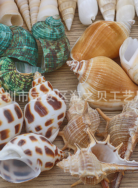 天然贝壳海螺海星鱼缸水族创意