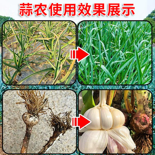 兆如丰禾云乐收大蒜4遍药防冻杀菌根腐植物生长调节剂反青抽薹膨 - 图1