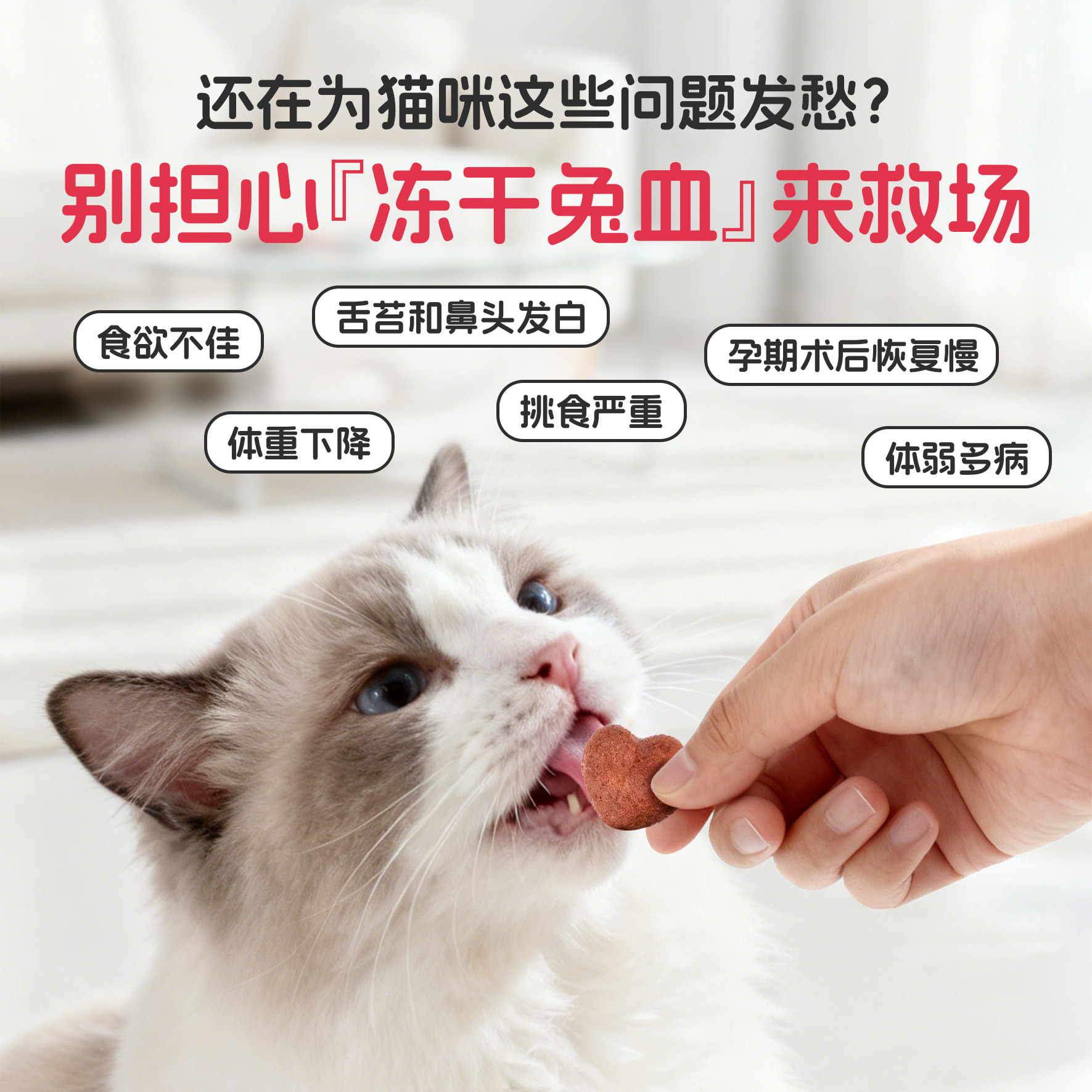 猫咪冻干零食兔血鸡肉块营养补充剂宠物猫狗用保健品宠物用品猫粮,淘宝优惠券,粉丝福利购,淘宝优惠卷