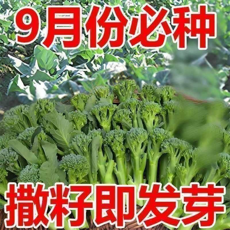 正宗西兰苔种子西兰花种子芥蓝芥兰菜心种子四季阳台盆栽花菜种子,淘宝优惠券,粉丝福利购,淘宝优惠卷